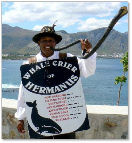 Whale Watching Cape Town Tripadvisor Hotels