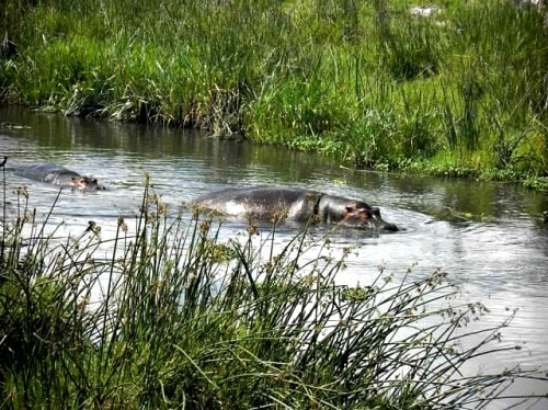Hippos in River