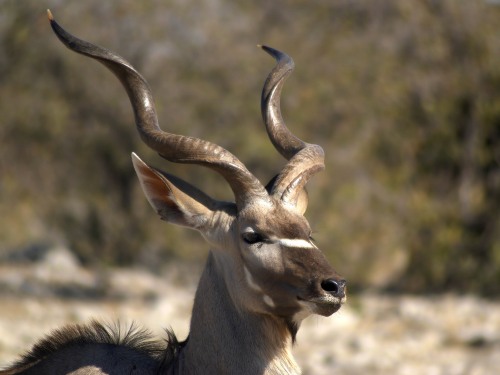 Kudu Photo by Hans Hille